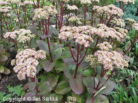 Sedum 'Matrona', tarhamaksaruoho